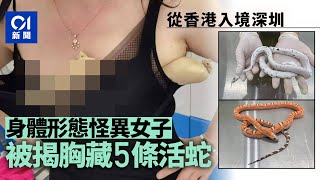 身體形態怪異！深圳海關截查可疑女　驚揭絲襪包5條活蛇藏胸部｜01中國｜深圳海關｜活蛇｜福田口岸