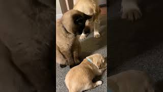 Funniest Animals compilation 😂You Laugh You Lose😍Funny Cats and Dogs Videos 2025