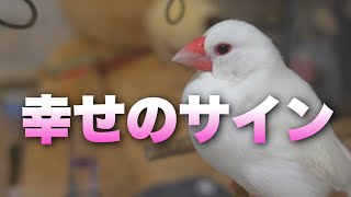 【リア充文鳥】文鳥が幸せを感じている時に見せる行動