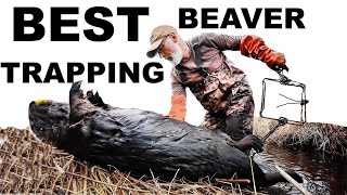 WORLDS  BEST BEAVER TRAPPING VIDEO...EVER!   HUGE CATCH!