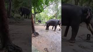 Elephants in AnnaKota Kerala (Punnathur Kotta) #elephantsanctuary #kerala #guruvayoor