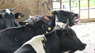 গরু দিয়ে বাংলাদেশ #cow  BREED DEVELOPMENT BANGLADESH