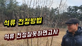 석류 전정하는방법