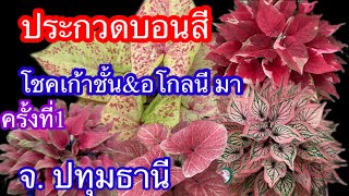 ชมงานประกวดบอนสีโชคเก้าชั้นอโกลนีมา ครั้งที่1 จ.ปทุมธานี