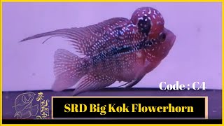 泰国大头仔花罗汉 SRD Big Kok Flowerhorn C4