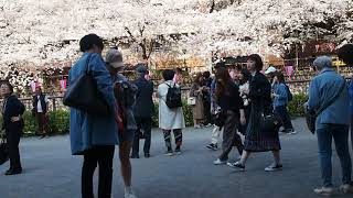 東京お花見散歩　満開　目黒川の桜　2018.3.28  Sakura