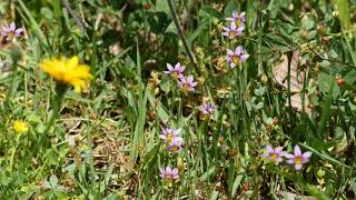 0209#道端の草花#ニワゼキショウ[庭石菖]（赤紫色）#長池公園#Roadside flowers#Sisyrinchium rosulatum#20200517