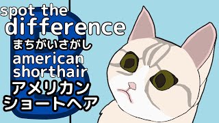 子猫、アメリカンショートヘア、american shorthair B