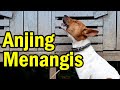 Sungguh Ajaib: Ada Anjing yang Bisa Menangis dan Meratap | What a Miracle: A Crying Dog