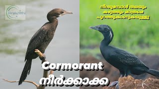 നീർകാക്ക Cormorant