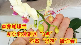 家养蝴蝶兰，别让它碰到这“3点”，不然“消苞”给你看！（阿涛养花159期）