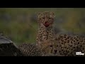 cheetahs vs hyenas cubs in danger as rivals face off love nature