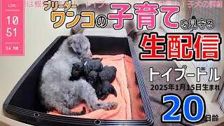 【子育て 生配信】 トイプードル 子犬 20日齢 【2025/2/4】