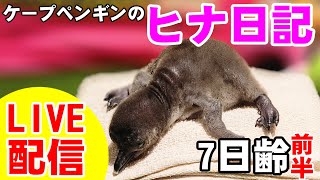 【LIVE配信】ケープペンギンのヒナ日記⑦前半【劇団ペンターズ】＃ペンギン #雛鳥 #動物