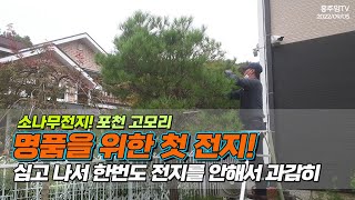 소나무전지! 포천고모리! 명품을 위한 첫전지.. 심고나서 전지를 한번도 안해서 과감히 / The pine tree got prettier