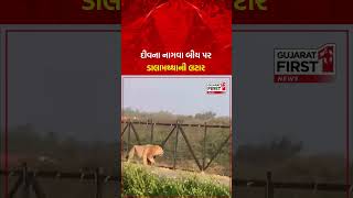 Lion In Nagoa Beach Diu : દીવના નાગવા બીચ પર ડાલામથ્થાની લટાર | Gujarat First