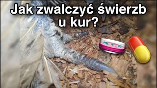 Jak wyleczyć świerzb u kur? (i innych ptaków) Poradnik Hodowlany