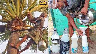 TODDY PALM WINE SAP in fresh morning for health - Spank Food Ranger