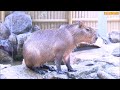 カピバラ （池田動物園篇）来園…そしてまさかまさかの展開へ