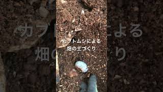 カブトムシの幼虫が朽ちた木を食べ、糞をして、木が分解され、肥沃な土が出来上がります。カブトムシ有機農法