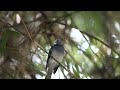 黑枕藍鶲 black naped monarch ，旁邊一堆警戒聲，但牠不為所動。