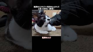 愛猫に話しかけたときの返事ってこう聞こえるよね#ハチワレ#ばんくん#shorts