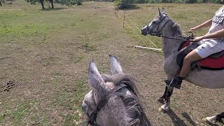 Jahanje arapskih konja iznad rijeke Tare - (Riding arabian horses)