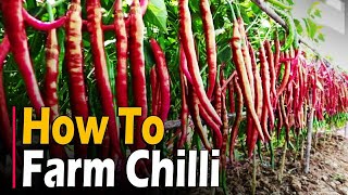 How to farm Chilli | Chilli Farming / Chilli Cultivation | Hot Pepper Farming