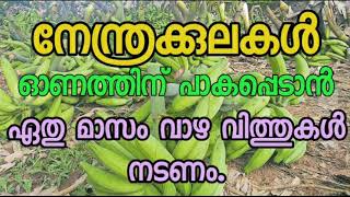 നേന്ത്രകുലകൾ ഓണത്തിന് വെട്ടാൻ വാഴവിത്തുകൾ ഏതു മാസം നടണം?