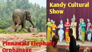 Pinnawala Elephant Orphanage, Gem Museum \u0026 Kandy Cultural Show Tour l  Srilanka tour-ll