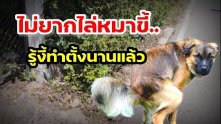 EP.78 วิธีป้องกัน #สุนัขขี้หน้าบ้าน How to prevent dog pooping around the house.