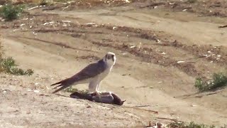 صيد صقر  قرناس رائع جدا تصوير hd/Falcon hunting