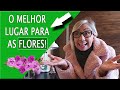 Balsaminas // Você Sabe O Lugar Correto De Plantar As FLORES?