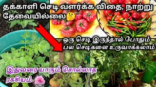 தக்காளி செடி வளர்க்க ஒரு செடி போதும் பல செடிகள் உருவாக்கலாம்/One Tomato plant can produce many plant