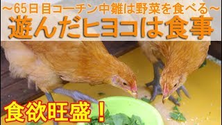 遊んだヒヨコは食事～生後65日目の名古屋コーチン雌鶏中雛は野菜と飼料を食べる～