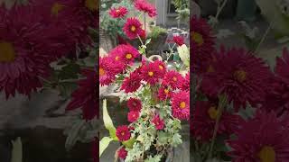 শীতের রানী 🌸আমার বাগানে #chrysanthemumflowers  #gardenin #youtubeshorts #mygarden