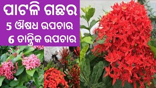 ପାଟଳି ଗଛର 5 ପ୍ରକାର ଔଷଧ ଉପଚାର  6 ପ୍ରକାର ତାନ୍ତ୍ରିକ ଉପଚାର