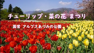 【 チューリップ ・ 菜の花 】アルプスあづみの公園