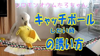 ソロモンオウムたろちゃん　キャッチボールをしたい時はこんな風に誘ってくる　When a cockatoo wants to play catch, guide the owner like this