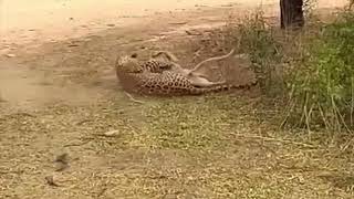 leopardo cazando a un perro