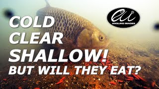 FEEDING Maggots In WINTER to SHALLOW Water FISH | Icy Clear Water