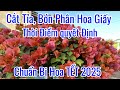 Cắt Tỉa Bón Phân Hoa Giấy Đúng Cách. Chuẩn bị Làm Hoa TẾT !!!