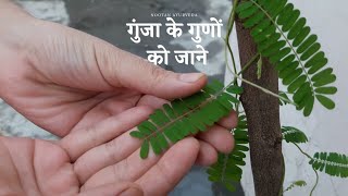 चमत्कारी जड़ी बूटी गुंजा | जाने इसके औषधीय गुण |Benefits of Abrus precatorius.