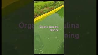 Organic spirulina farming