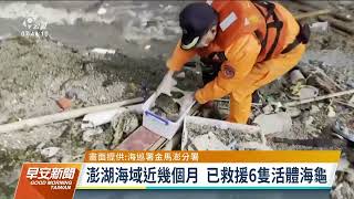 玳瑁海龜擱淺澎湖岸際 海巡救援助安置｜20220309 公視早安新聞