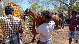 ரெட்டியார்பட்டி ஆட்டுச் சந்தை