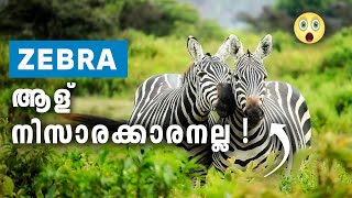 99% പേർക്കും ഇതറിയില്ല | Interesting facts about Zebra  #TopMostMalayalam #short #shorts