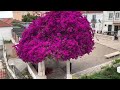 miradouro de santa luzia viewpoint lisbon portugal walking tour