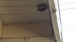 Airsoft Granade Launcher Vs Wasps nest