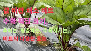 비트 재배의 모든 것, 혈압 성인병 예방에 엄청난 효능의 비트, 비트 재배 꼭 지켜야 될 것, 관리 요령입니다,